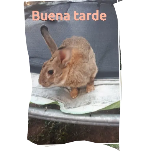 Conejos - Sticker 6