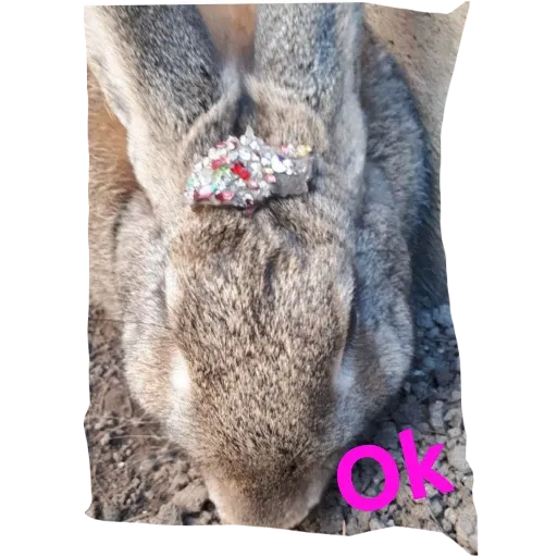 Conejos - Sticker 2