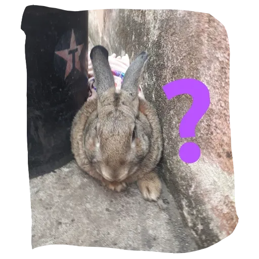 Conejos - Sticker 3