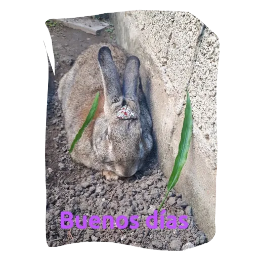 Conejos - Sticker 7