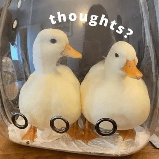 duck 3 - Sticker