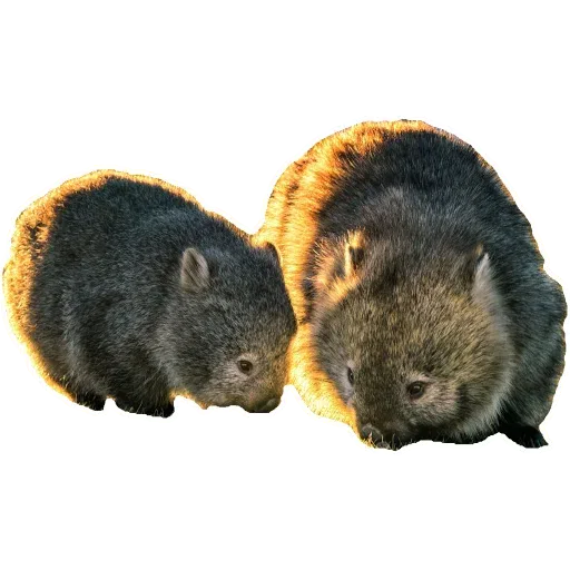 Wombats - Sticker