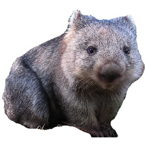 Wombats - Sticker 3