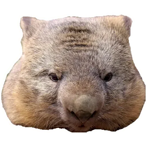 Wombats - Sticker 6