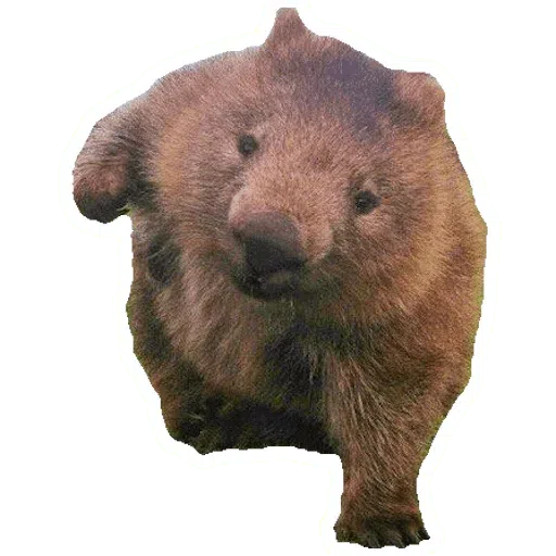 Wombats - Sticker 7