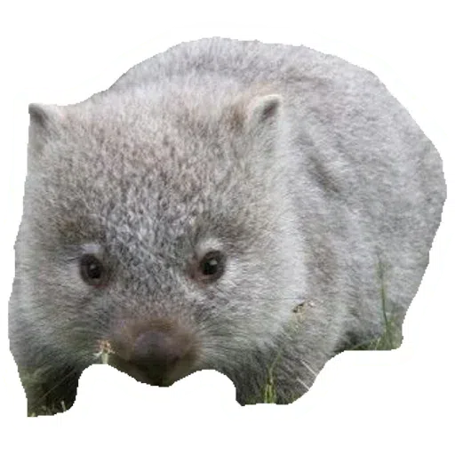 Wombats - Sticker 4
