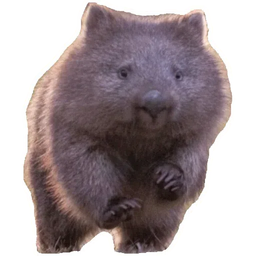 Wombats - Sticker 8