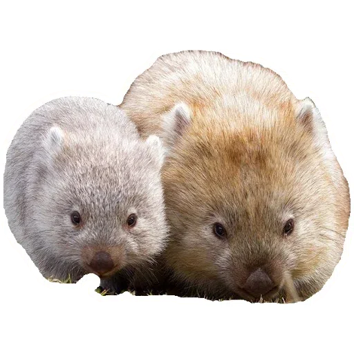 Wombats- Sticker
