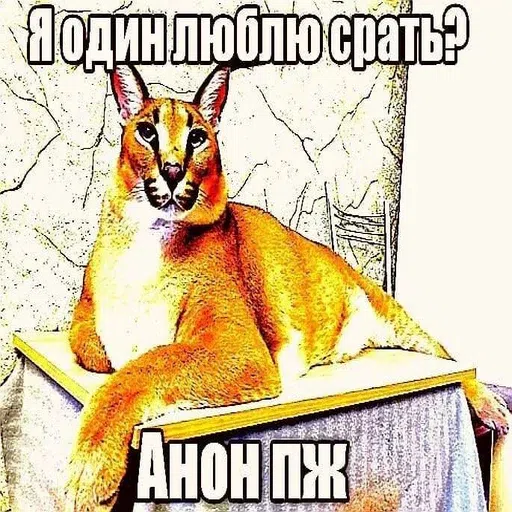 шлёпанцы - Sticker 5